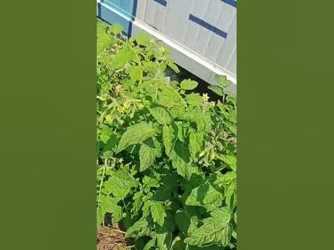 Балконное чудо в открытом грунте - YouTube