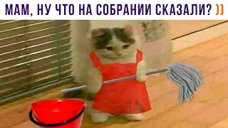 МАМ, НУ ЧТО НА СОБРАНИИ СКАЗАЛИ? ))) | Приколы с котами | Мемозг 1347
