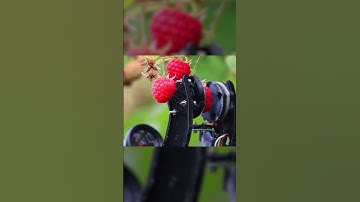 A robot that picks 10 times more fruit than any human #shorts