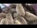 Если бы это не СНЯЛИ НА КАМЕРУ, никто бы не поверил - ЖИВОТНЫЕ СПАСАЮТ ДРУГ ДРУГА ЧАСТЬ 4