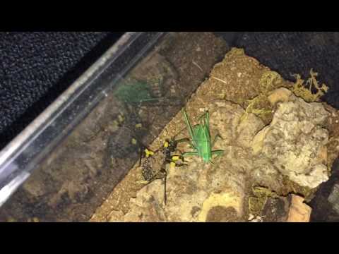 White Spot Assassin Bug vs Katydid