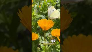 From Pest To Pollinator ? Cabbage White Butterfly Spring gardenlife growyourownfood