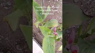 Canna Lily Canna Indica Garden Plants
