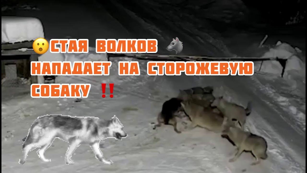 Загрызли волки фото