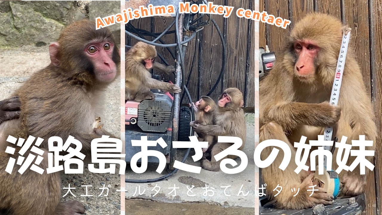 淡路島おさるの姉妹。ニホンザルの大工ガールタオとおてんばタッチ　【淡路島モンキーセンター】