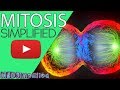 Mitosis  - The Nuclear Division