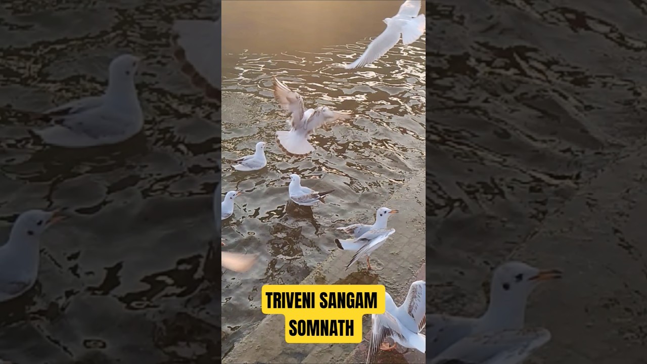 Experience the Triveni Sangam, Somnath Where Hiran, Kapila & Saraswati rivers meet the Arabian Sea.