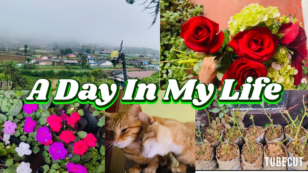 ලංකාවේ උසම ගමේ ගෙවෙන මගේ දවස.🤍🌹