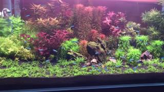My ADA 90P cube garden planted aquarium