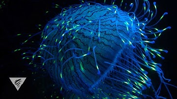 The allure of fluorescence in the ocean