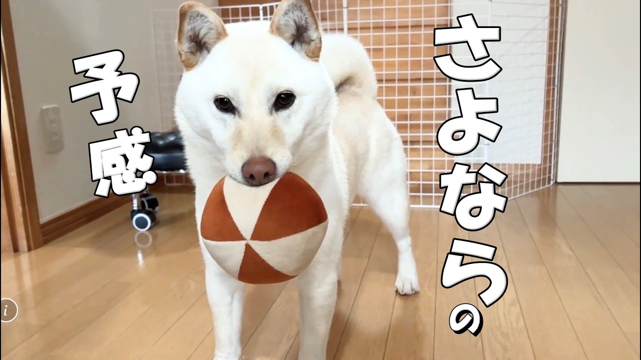 こう見えて柴犬です｜春と一緒にやってくるのは桜だけじゃないよね。
