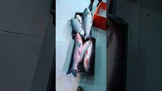 Fish Market in Ramadan #shorts #ramadan