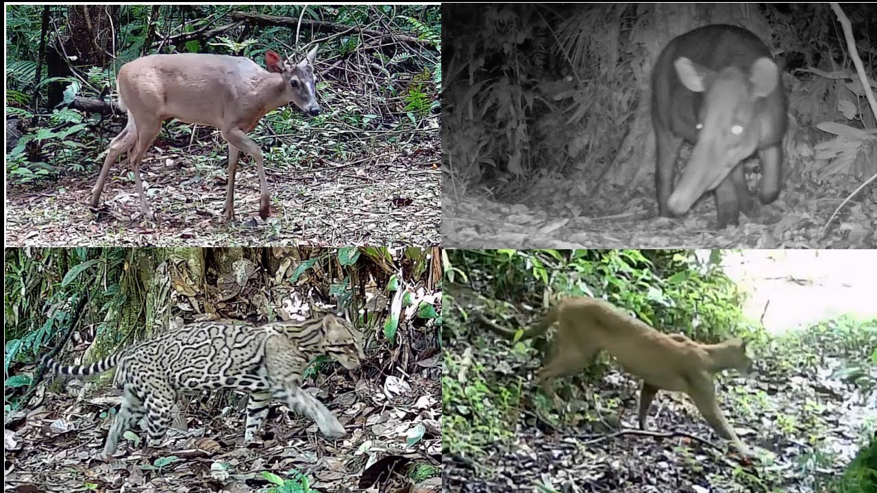 Los registros de Mamíferos en un mes  (Agosto 2021).