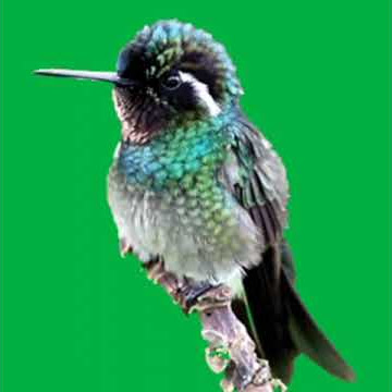 Mentahan Green Screen Burung Kolibri ❗❗#greenscreen #kicaumania #burung