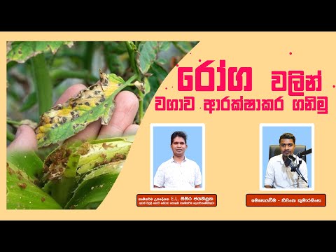 රෝග හා පළිබෝධකයන්ගෙන් භෝග ආරක්ෂා කරමු | Let's protect the crop from diseases and pests | #agri