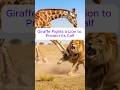 Giraffe Fights a Lion to Protect Its Calf #calf #lion #rescue #animalrescue