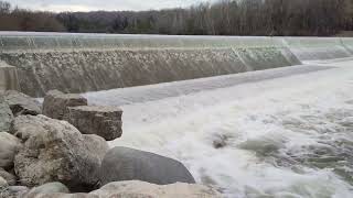 Denny's Dam trout jumping early April 2024