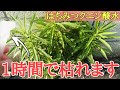 【雑草対策】雑草が1時間で枯れた!?体に良い物だけで作った除草剤で雑草は枯れるのか実験してみた