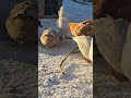 Our lovely flock #chickens #chicken #birds #birdsofafeatherflocktogether #duck #ducks #snowday