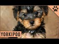 Yorkipoo - Yorkshire / Toy Poodle Mix