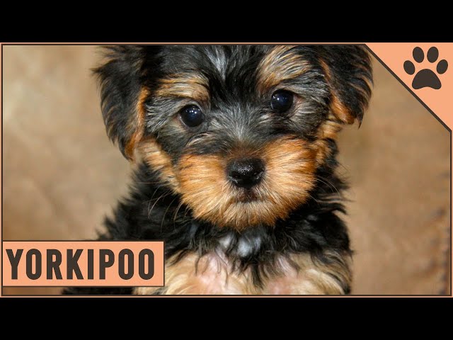 Yorkipoo Yorkshire Toy Poodle Mix