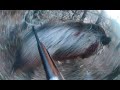 Yaban domuzu avcıya saldırdı  Wild boar attacks hunter