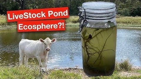 Closed Ecosystem From Cow Pond - Ecosphere In A Jar