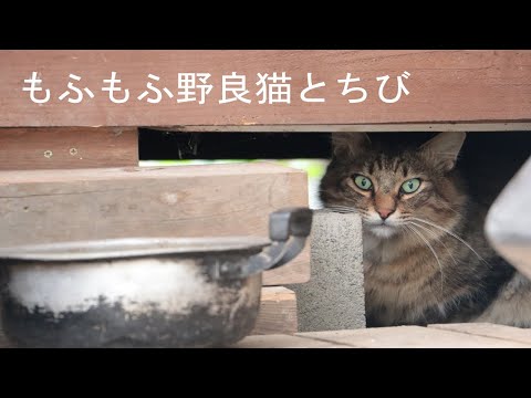 もふもふ野良猫とちび　201030