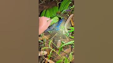 Cá Lớn - phát hiện Tôm Khủng ẩn nấp dưới lá 😱 #khacthuyvlogg