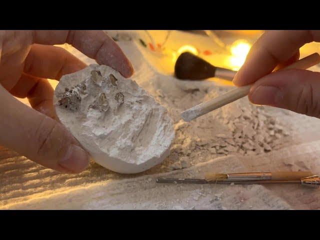 ASMR I Fossil Dig Kit sounds🥚⛏🦖No Talking