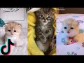 CUTE AND FUNNY KITTY CATS FROM TIKTOK // TIKTOK CATS COMPILATION #1
