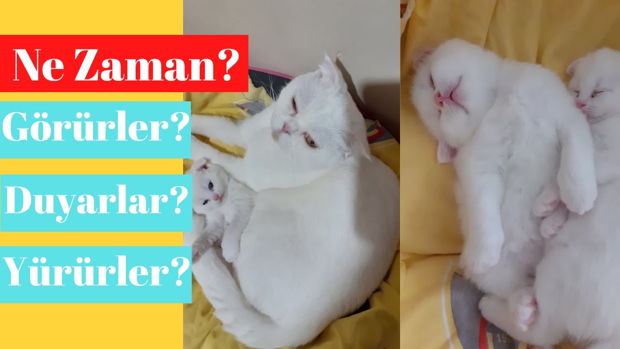 Yeni Dogan Yavru Kedilerin Gozleri Ne Zaman Acilir Ilk Duyma Yurume Diski Ve Idrar Kontrolu Youtube