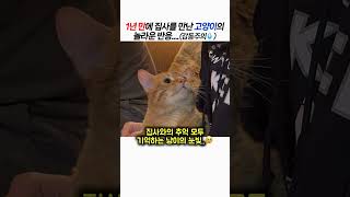 1년 만에 집사를 만난 고양이의 놀라운 반응....(감동주의💧)