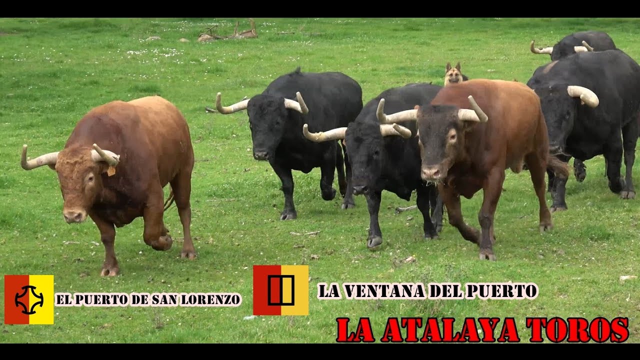 EL TORO BRAVO EN EL CAMPO EPISODIO 5 EL PUERTO DE SAN LORENZO Y LA VENTANA DEL PUERTO