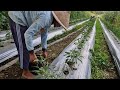 SECRET FERTILIZING TRICKS FOR JUICY, SPICY CHILI HARVESTS! - Agriculture Farming
