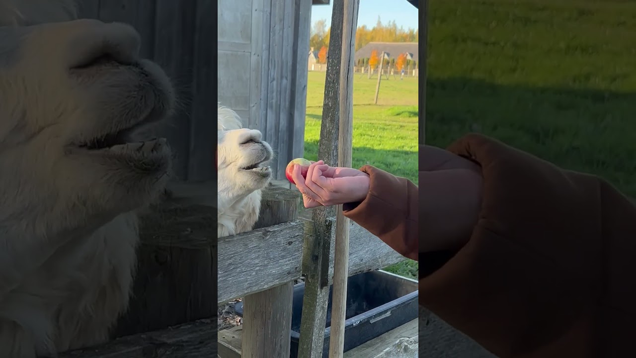 Alpaca SPITS on Man!!