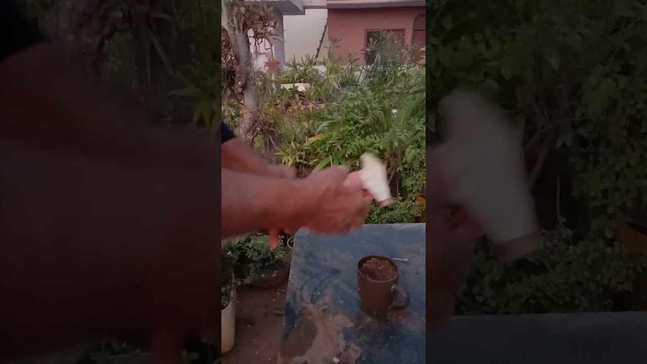 Propagation Spider plant from Cutting in Coffee Mug 🍺🍺