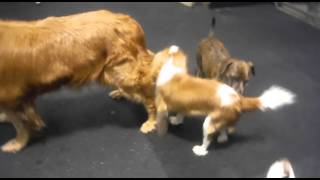 Barkzone Dog Of The Month Bonifacio