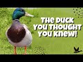 Meet the Mallard Duck | The Duck You Thought You Knew