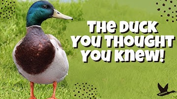 Meet the Mallard Duck | The Duck You Thought You Knew