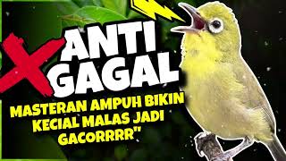 Download Lagu Ciak Joss Kecial Kuning Paling Ampuh ANTI GAGAL‼️Bikin Kecial MALAS Jadi GACORRR  MP3