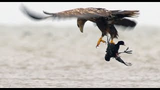Орлан-белохвост учит птенцов охотиться | Film Studio Aves