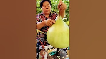 cách Trung Quốc thu hoạch quả bầu siêu to khổng lồ về bảo Làm sợi