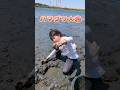 ハマグリ大漁【江戸川潮干狩り】掘ればザクザク #蛤 #はまぐり