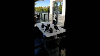 Magpies at National Library outdoor cafe Canberra 6 March 2023