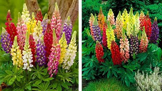 How to plant Dwarf Lupins: Jeff Turner planting these popular perennials