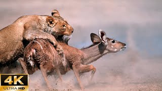 Relaxing Africa Animals 4K | Lion&#39;s Fierce Hunting Attack - Sharp Wilderness Survival