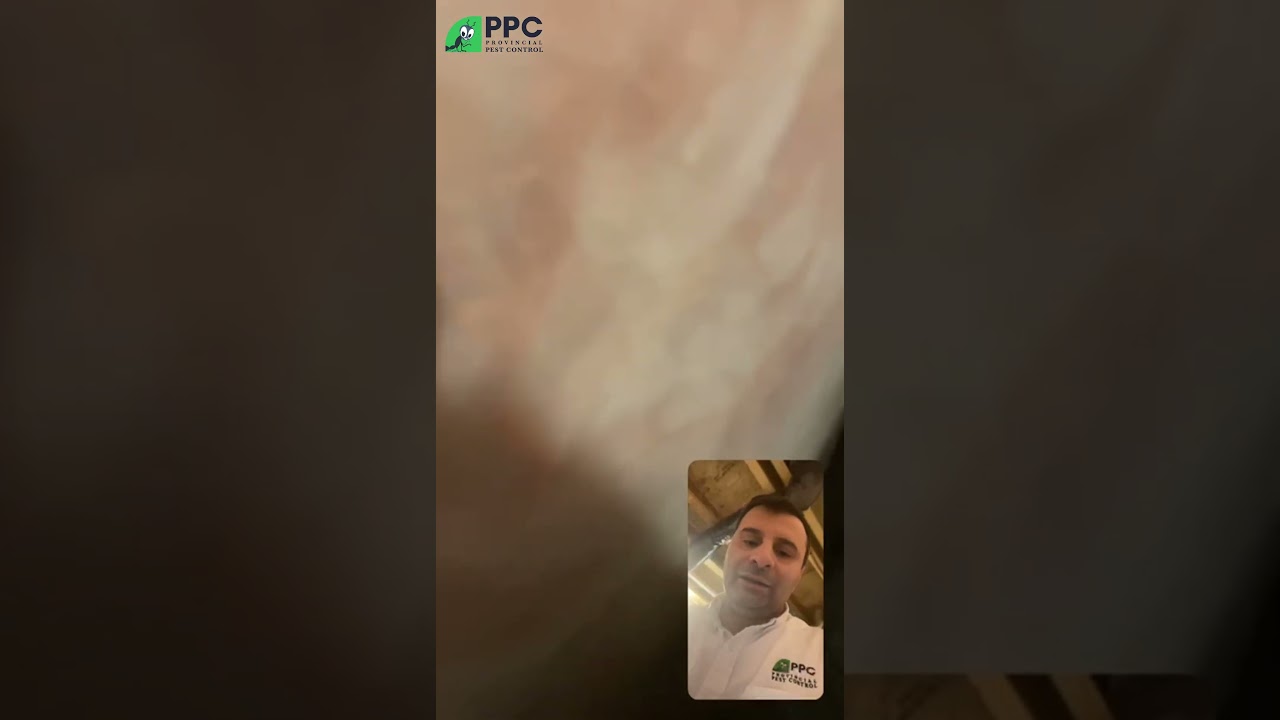 How to do mice evidence inspection in furnace room