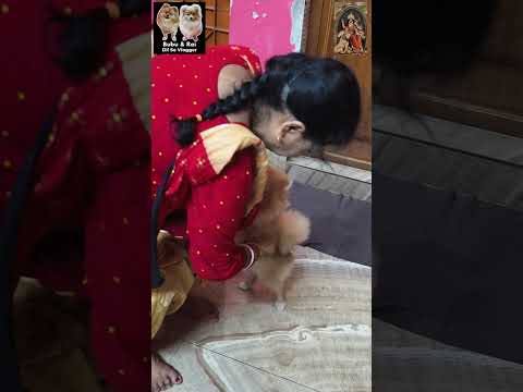 নামাকে শুধু কোল দেখাতে হবে😊#dog #dogs #youtubeshorts #trending #shorts #short #viral #funny #comedy