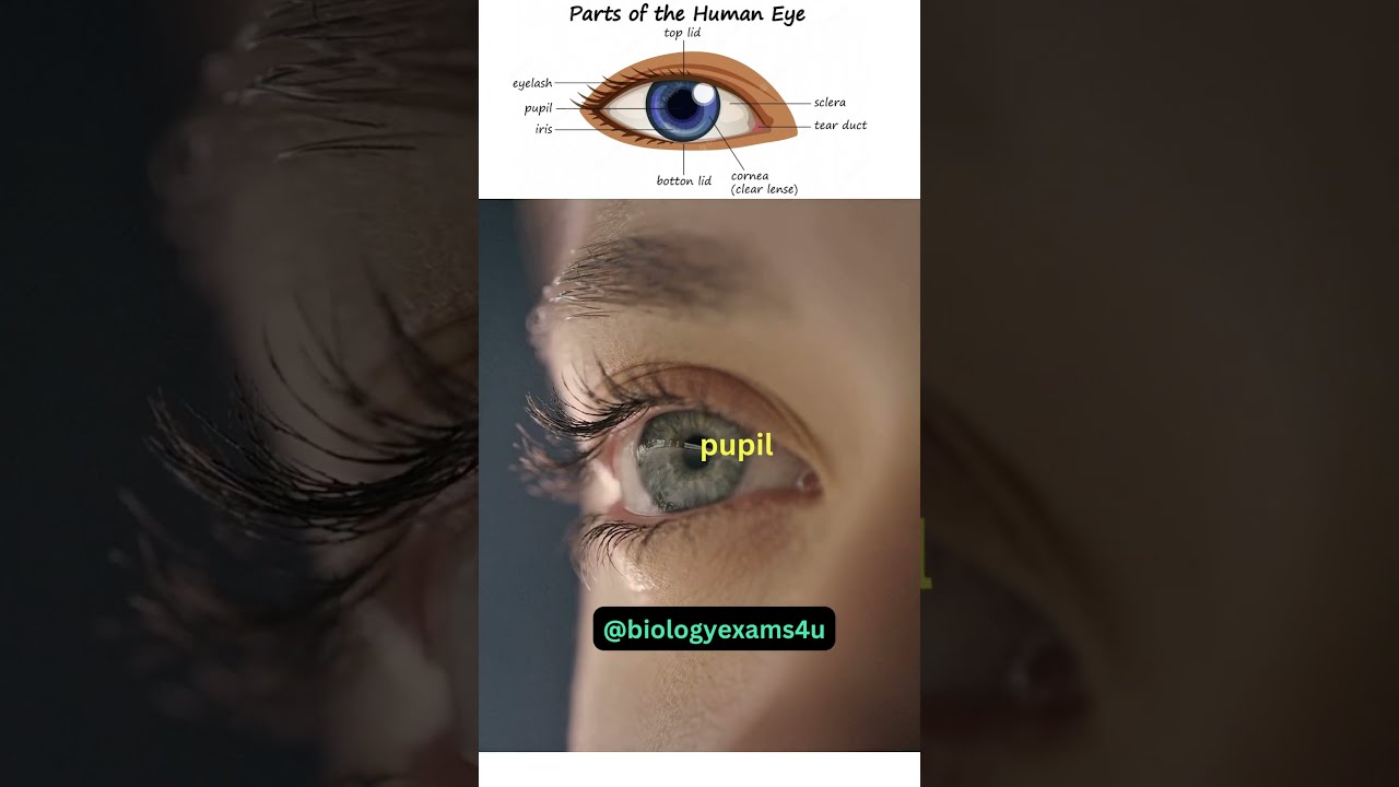 Parts Of The Eye